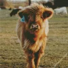 Miniature Cow Diamond Painting