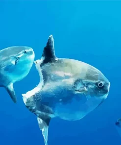 Mola Fish Diamond Painting