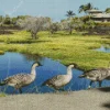 Nene Birds Diamond Painting