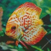 Orange Discus Fish Diamond Painting