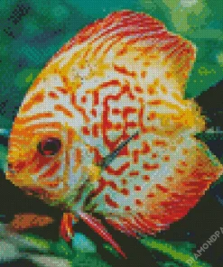 Orange Discus Fish Diamond Painting