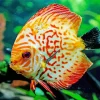 Orange Discus Fish Diamond Painting