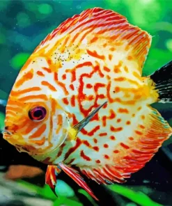 Orange Discus Fish Diamond Painting