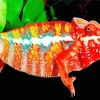 Panther Chameleon Diamond Painting