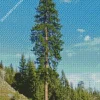 Pine Tree Diamond Painting