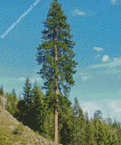 Pine Tree Diamond Painting