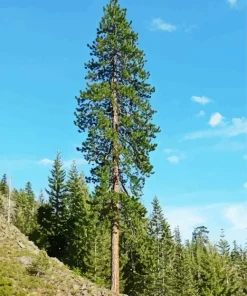 Pine Tree Diamond Painting