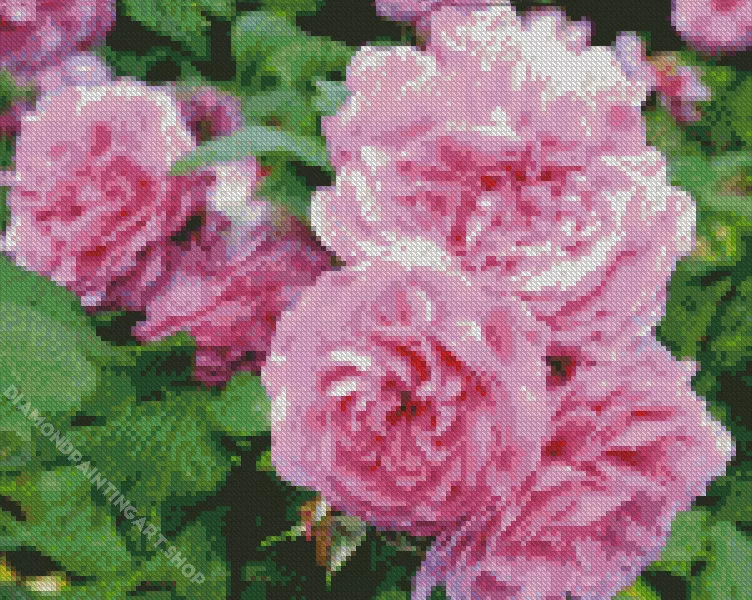 pink heirloom roses Diamond By Numbers