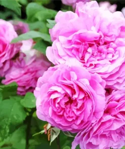 Pink Heirloom Roses Diamond Painting