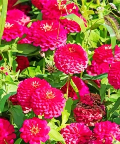 Pink Zinnia Flowers Diamond Painting