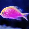 Purple Fish Diamond Painting