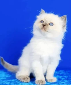 Ragdoll Kitten Diamond Painting