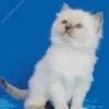 Ragdoll Kitten Diamond Painting