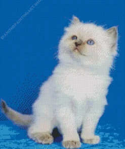 Ragdoll Kitten Diamond Painting