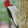 Red Headed Woodpecker Diamond Painting