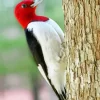 Red Headed Woodpecker Diamond Painting