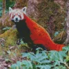 Red Panda Diamond Painting