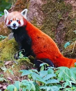 Red Panda Diamond Painting