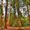Redwood Trees Diamond Painting