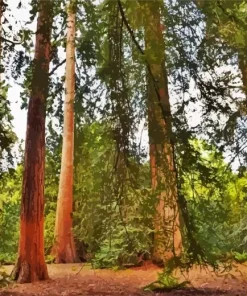 Redwood Trees Diamond Painting