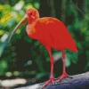 Scarlet Ibis Bird Diamond Painting