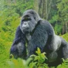 Silverback Gorilla Diamond Painting