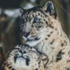 Snow Leopard Diamond Painting