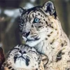 Snow Leopard Diamond Painting