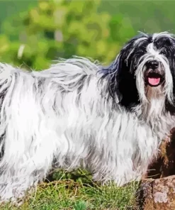 Tibetan Terrier Dog Diamond Painting