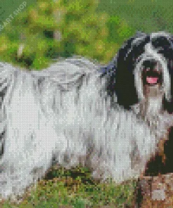 Tibetan Terrier Dog Diamond Painting