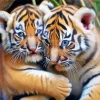 Tigers Hug Diamond Painting