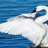 Tundra Swan Diamond Painting