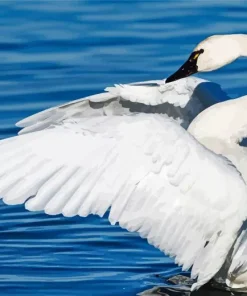 Tundra Swan Diamond Painting
