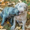 Weimaraner Puppies Diamond Painting