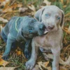 Weimaraner Puppies Diamond Painting