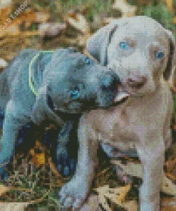 Weimaraner Puppies Diamond Painting