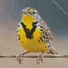Western Meadowlark Diamond Painting