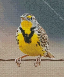 Western Meadowlark Diamond Painting