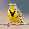 Western Meadowlark Diamond Painting