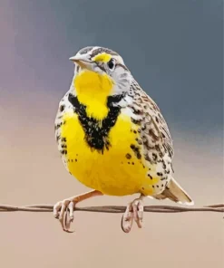 Western Meadowlark Diamond Painting