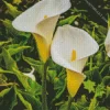 White Calla Lilies Diamond Painting