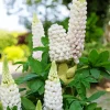 White Lupine Flowers Diamond Painting
