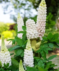White Lupine Flowers Diamond Painting