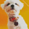 White Morkie Puppy Diamond Painting