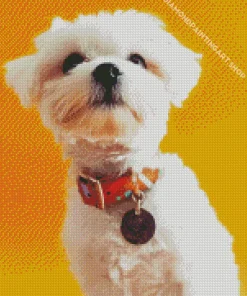 White Morkie Puppy Diamond Painting