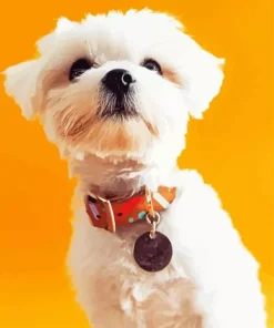 White Morkie Puppy Diamond Painting