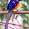 Yellow And Purple Bird Diamond Painting