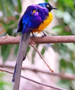 Yellow And Purple Bird Diamond Painting