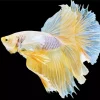 Yellow Betta Fish Diamond Painting