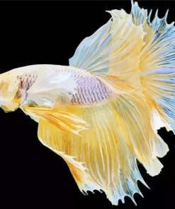 Yellow Betta Fish Diamond Painting